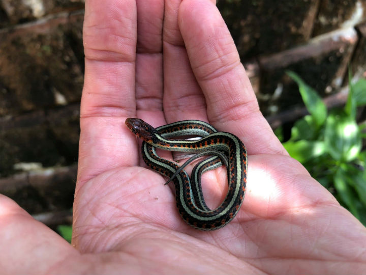 California Red-sided Garter Snake